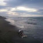 delfini spiaggiati curvone
