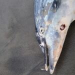 delfini spiaggiati curvone