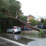 albero su auto via di acilia