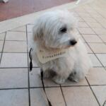 15676392_1183814178322835_3825037079195807035_o