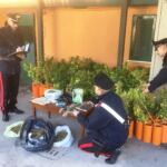 ostia-la-piantagione-di-marijuana-scoperta-dai-carabinieri-6