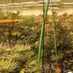 Le coltivazioni di marijuana scoperte dai carabinieri a Pomezia (3)