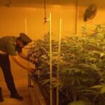 Le coltivazioni di marijuana scoperte dai carabinieri a Pomezia (5)