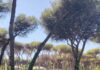 La Natura non è un parcheggio, stop agli eventi nella Riserva del Litorale