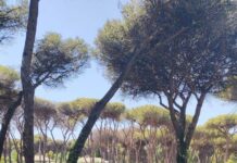 La Natura non è un parcheggio, stop agli eventi nella Riserva del Litorale